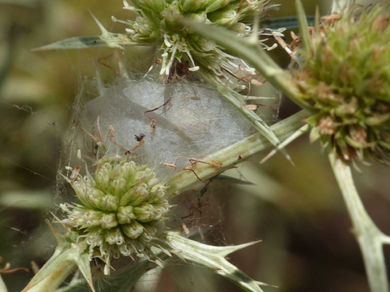 Cheiracanthium cf. pennatum - Santa Teresa Gallura (OT)